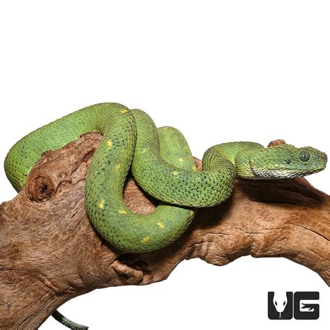 West African Bush Vipers Atheris Chlorechis For Sale Underground
