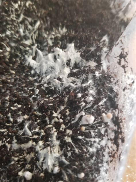 Mycelium growing on pins, nearly completely covering them..... help ...