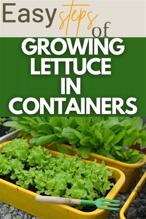 9 Easy Steps To Growing Lettuce In Containers In 2022