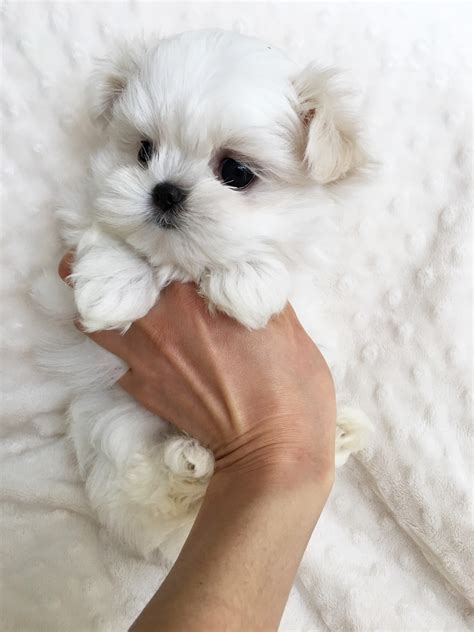 Teacup Maltese Puppy For Sale Iheartteacups