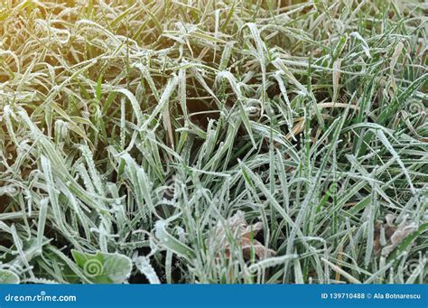 Winter Background Of Frosty Green Grass In Sun Rays Stock Photo Image