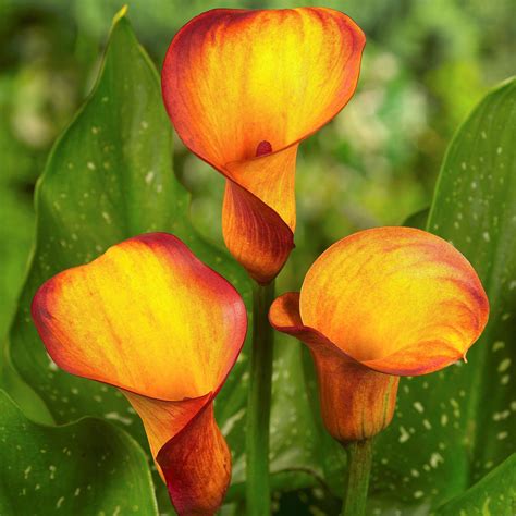 Orange And Yellow Calla Lily Bulbs For Sale Calla Fire Dancer Easy To