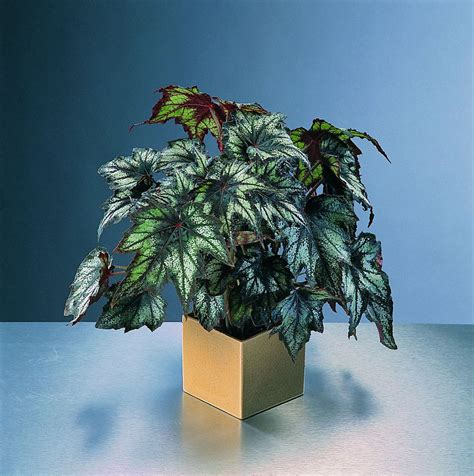 Plants Begonia Plants Indoor Plants