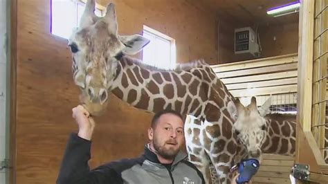 April The Giraffe Pregnant Again Just Months After Giving Birth Youtube