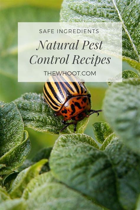 We did not find results for: Homemade Pest Control Recipes Video Instructions | Insect control, Best pest control, Pest control