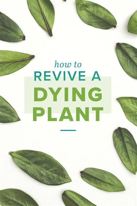 Maybe you would like to learn more about one of these? How to Revive a Plant | Dying plants, Plants, Common house ...