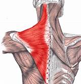 Pictures of Muscle Exercise For Trapezius
