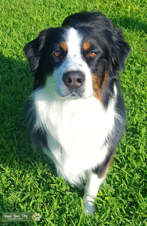 Black Tri Australian Shepherd Stud Dog In Nc The United States