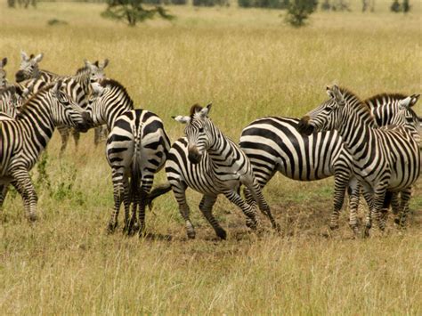 Serengeti National Park Tanzania Get The Detail Of