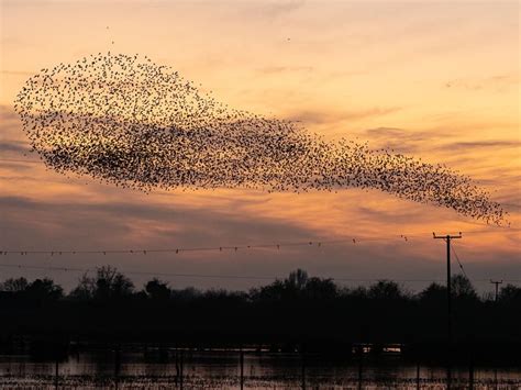 Tens Of Thousands Of Starlings Visiting Shropshire Suddenly Disappear