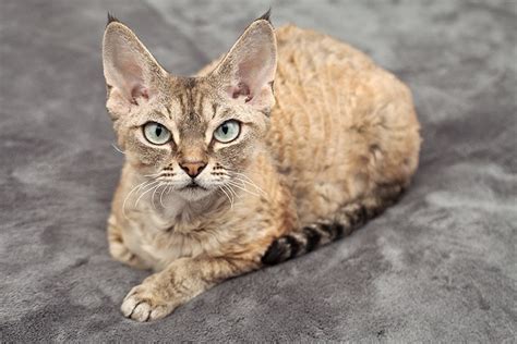 Devon Rex Cat Breed Information And Advice Your Cat