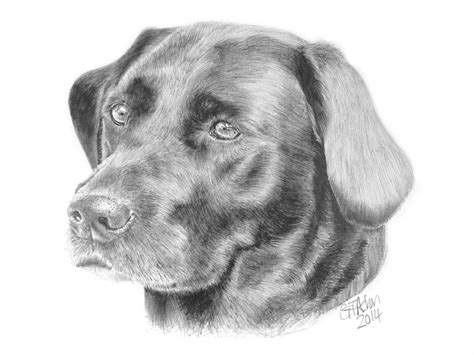 The team of drawing for all does not stop working and create new drawing lessons. Smokey - a drawing of a Black Labrador - Garry's Pencil ...