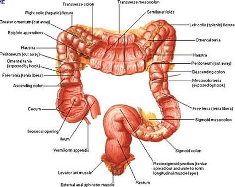 Upper Lower Gi Bleeding Symptoms Causes Treatment And Pathophysiology Jotscroll