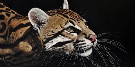 Can be found from canada all the way down to south america. Ocelot - the most beautiful cat in the world | DinoAnimals.com