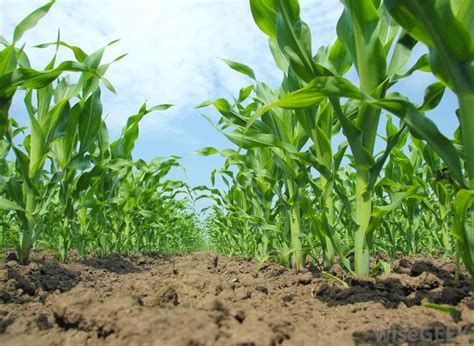 As well as the climate emergency, we're facing a biodiversity crisis, says spracklen. GLOBE-Net Urban cropland loss puts harvests at risk ...