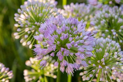 Allium (Ornamental Onion): Plant Care & Growing Guide