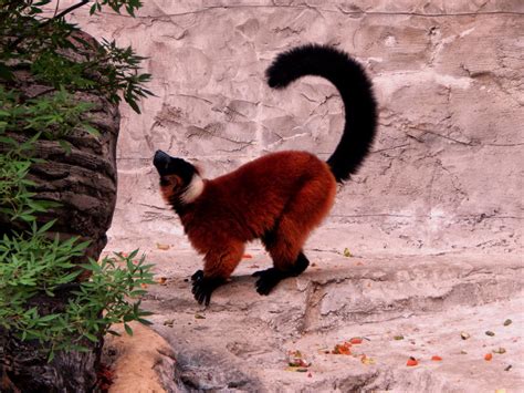 San Antonio Zoo Red Ruffed Lemur 01 By Coyotea9 On Deviantart