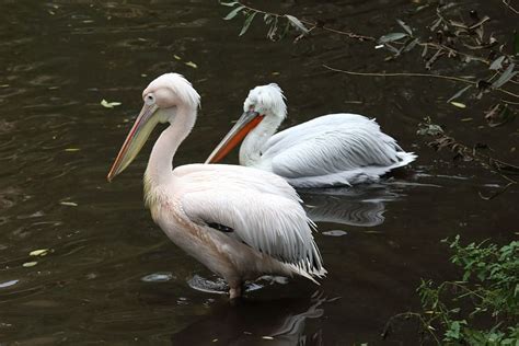 Bird Living Nature Water Nature Beak Pelican Wing Pond Moscow