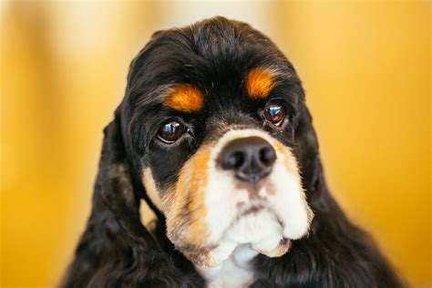 American Cocker Spaniel Dog Breed Characteristics And Care
