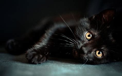 Black Kitten Paws Whiskers Halloween Black Cat Eyes Kitten