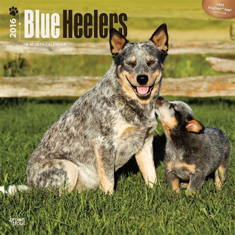 Shower them with all the love, happiness and joy that you can afford to give! Blue Heeler Calendar 2016 | Blue heeler, Heeler, Working ...