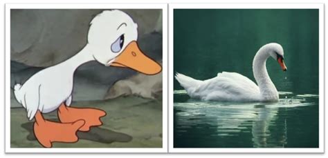 The Ugly Duckling Becomes A Swan