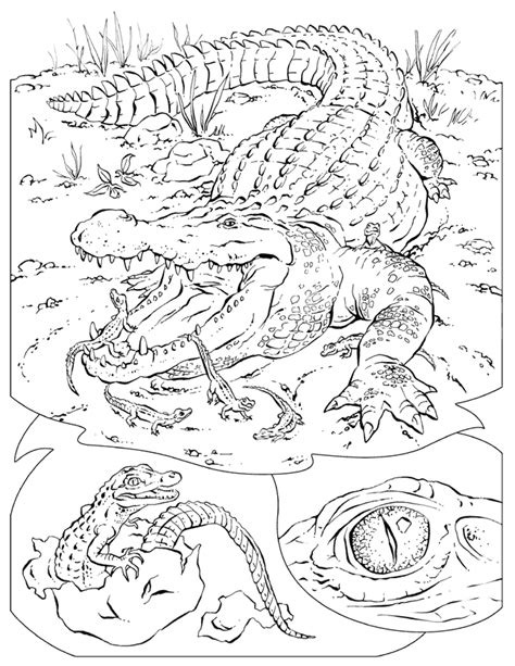 Children find these creatures intriguing because of the danger associated with them. Coloring Pages Of Baby Crocodile - Coloring Home