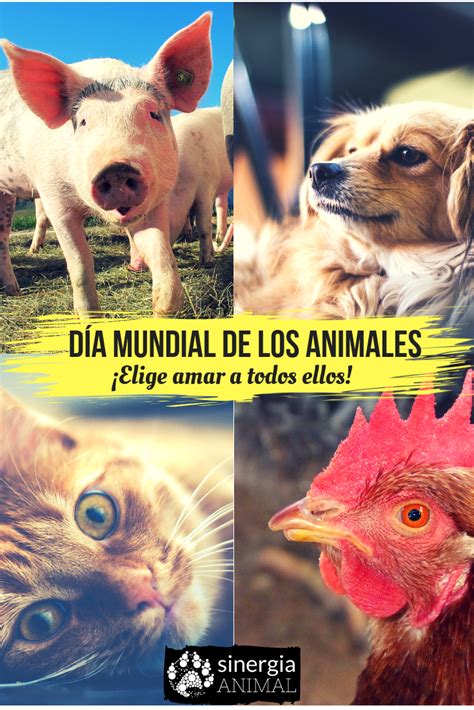 Hoy 4 De Octubre Es El Día Mundial De Los Animales Nuestra Celebración