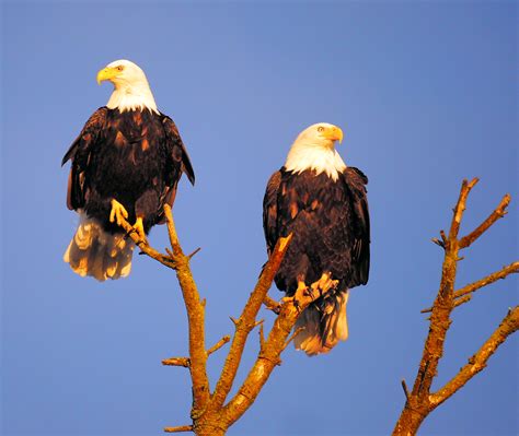 Bald Eagle Couple Are Watching Sunset A Photo On Flickriver