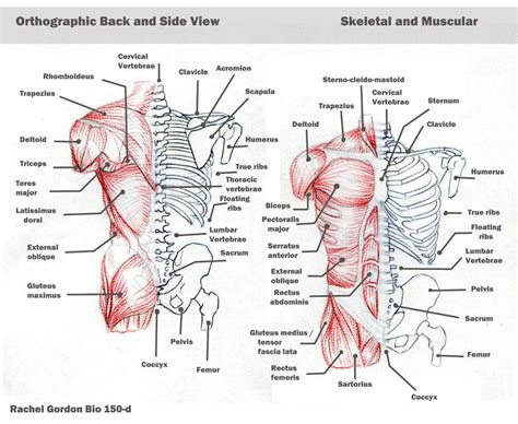 Overall, the symptoms that most strongly hint at cushing syndrome are the fatty deposit on the upper back/neck, fat around the abdomen, weakness in muscles closest to the torso (such as in the shoulders and hips), wide striae (skin stripes), bruising without being bumped, unexplained osteoporosis, and—in children—slower growth in height and. Torso - bones and muscles | Bones and muscles, Torso ...