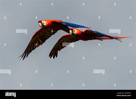 Flying Scarlet Macaw Ara Macao Stock Photo Alamy