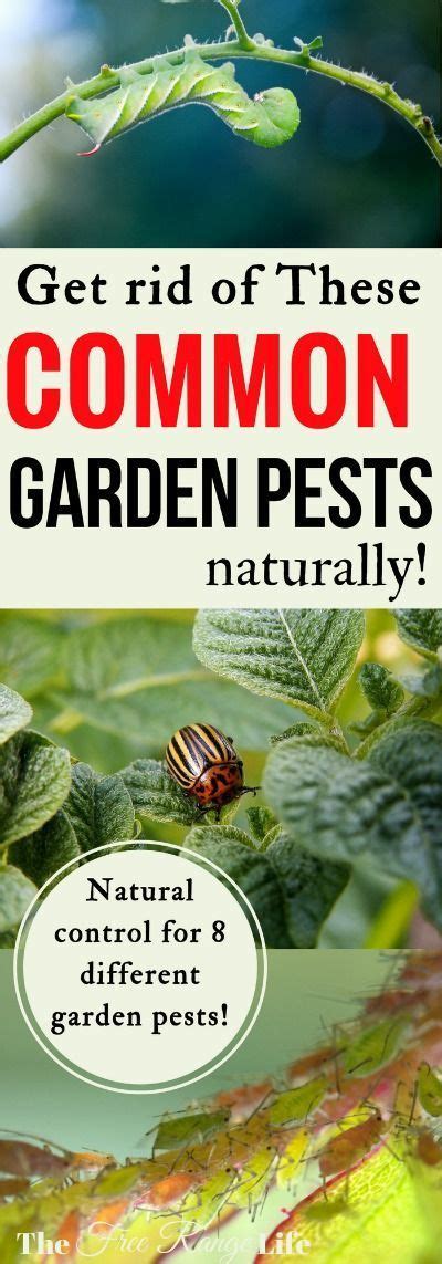 How To Get Rid Of Common Bugs On Your Plants Naturally Garden Pests