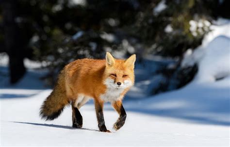 Red Fox Diet Behaviour And Adaptations Britannica