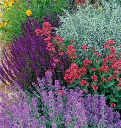 My Favorite Plant Combinations 13 My Favorite Plant Combinations 13