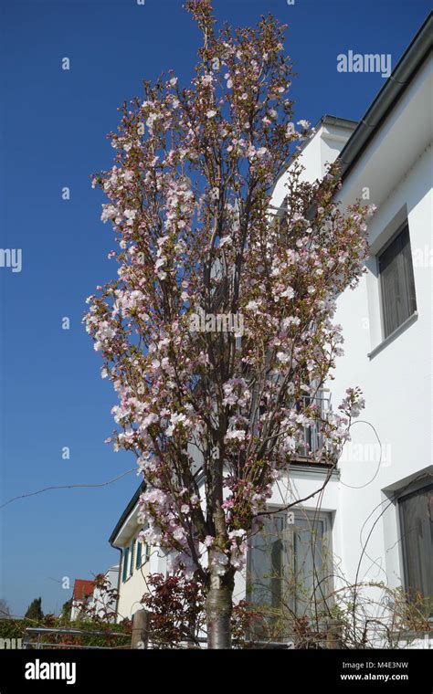 Prunus Serrulata Amanogawa Fastigiate Flowering Cherry Stock Photo Alamy