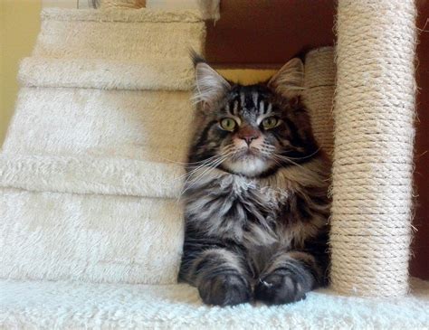 It is one of the oldest natural breeds in north america. How To Keep Your Maine Coon from Scratching Furniture ...
