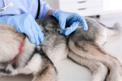 Liver Disease In Dogs Great Pet Care