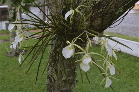 How To Attach Orchids To Trees Orchid Tree Growing Orchids Orchid Roots