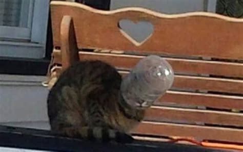 Photo Canton Community Helps Rescue Cat With Plastic Bottle Stuck On