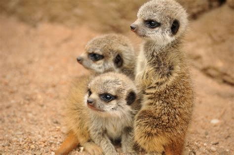 The Newest Babies At Melbourne Zoo Melbourne Zoo Cute Animals Zoo