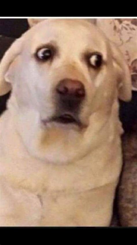 Dog Surprised Memes Imgflip