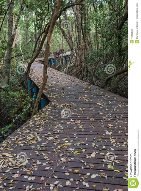The Forest Mangrove Stock Photo Image Of Embellish Garnish 49213632