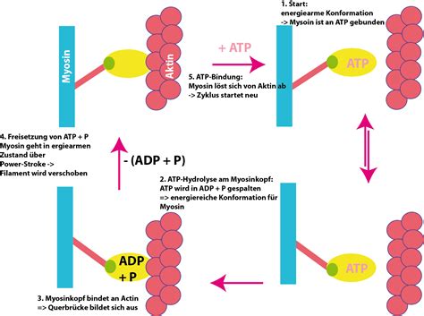 Atp molekülü, adenin denilen bir organik baz, beş karbonlu bir şeker olan riboz ve üç. Die Muskelkontraktion - Bewegungsapparat