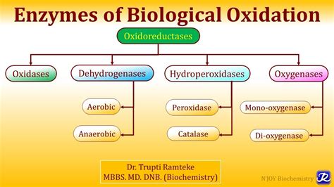 1 Enzymes Of Biological Oxidation Biological Oxidation