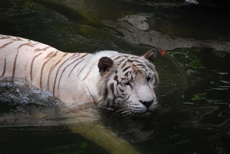 Singapore Weekends Singapore Zoo White Tiger