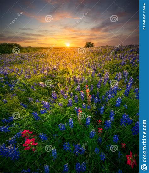 Stunning Sunset Over A Rural Texas Wildflower Field Stock Image Image