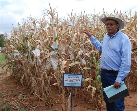 Water Efficient Maize For Africa Cimmyt International Maize And