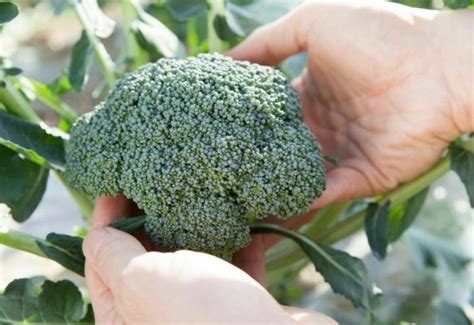 How To Harvest Broccoli When To Pick Gardening Fan