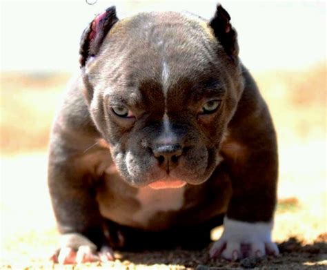 Looks Angry D Pitbull Puppies Cute Dogs Animals