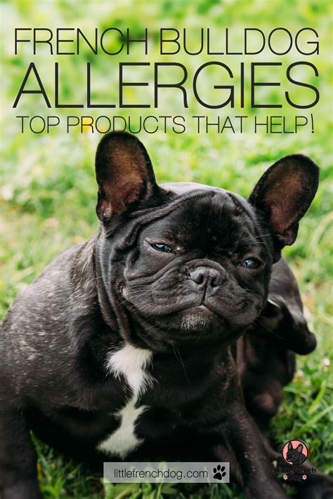 Are French Bulldogs Allergic To Anything
